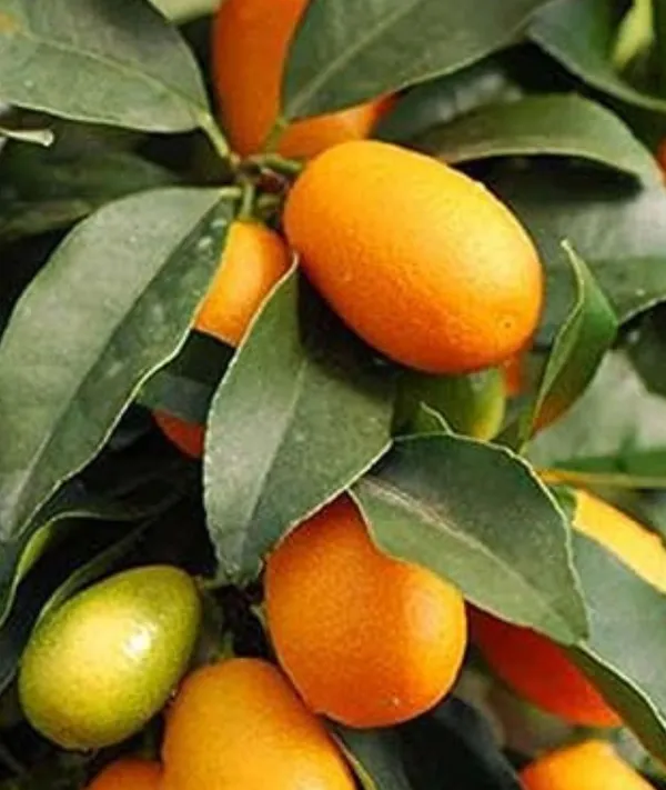 Sweet_Lemon_Kumquat(Grafted)_Fruit_Plants_&_Tree_Hybrid_Healthy_Plant_And_Tree_For_Home_Gardening_Outdoor_Plants