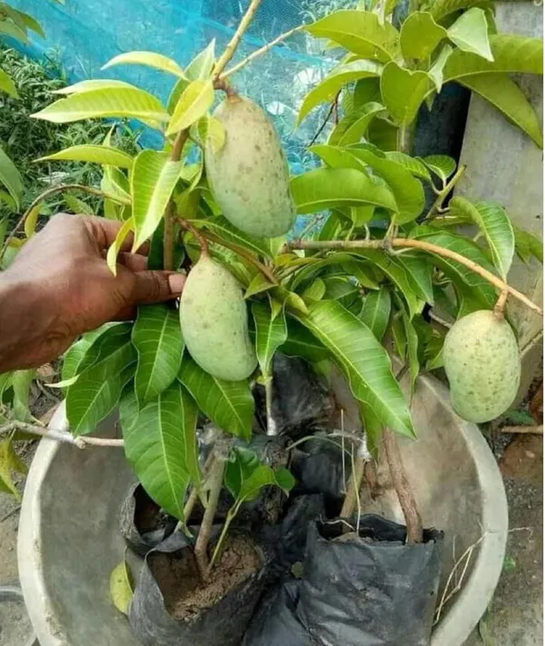 All_Time_Mango_Plant_Thailand_Alltime_Baramasi_Mango_Plant_Grafted_Plant