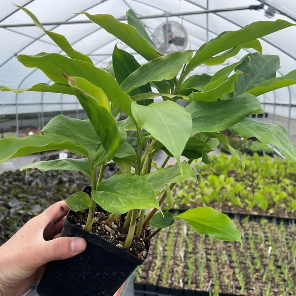 Elach_+_Lobongo_+_Darchini_Live_Plant_Combo_|_Cardamom,_Clove_&_Cinnamon_Plants_|_Pack_of_3__