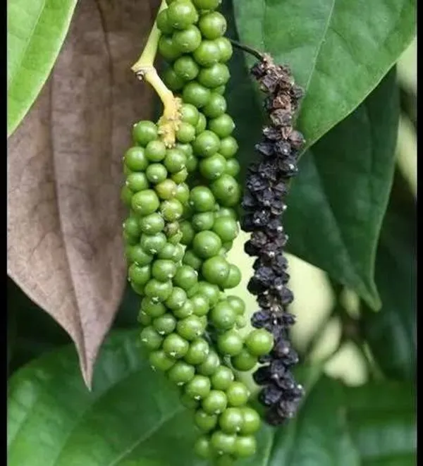 Elach_+_Lobongo_+_Darchini_Live_Plant_Combo_|_Cardamom,_Clove_&_Cinnamon_Plants_|_Pack_of_3__