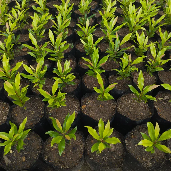 Elach_+_Lobongo_+_Darchini_Live_Plant_Combo_|_Cardamom,_Clove_&_Cinnamon_Plants_|_Pack_of_3__
