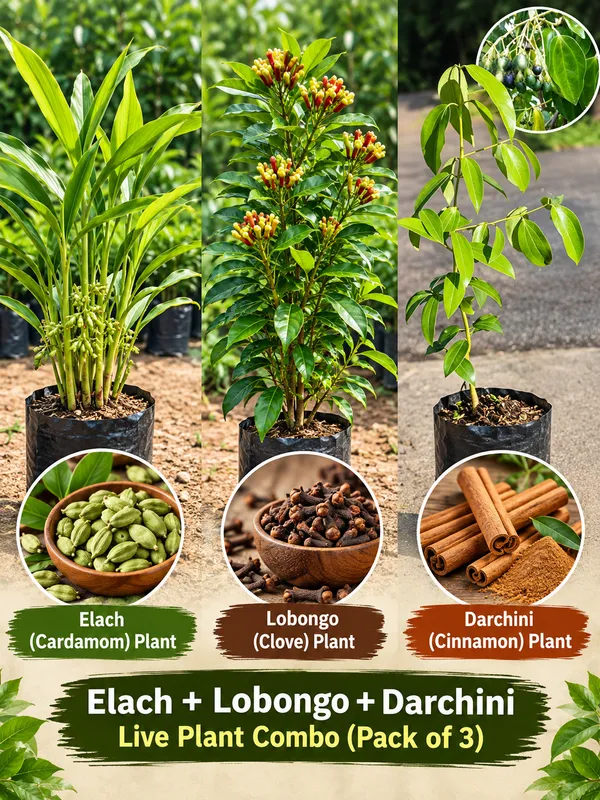 Elach_+_Lobongo_+_Darchini_Live_Plant_Combo_|_Cardamom,_Clove_&_Cinnamon_Plants_|_Pack_of_3__