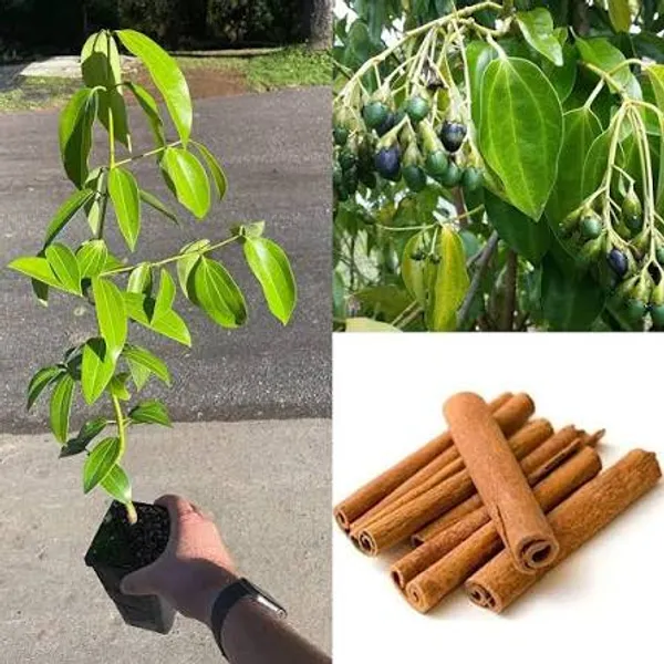 Elach_+_Lobongo_+_Darchini_Live_Plant_Combo_|_Cardamom,_Clove_&_Cinnamon_Plants_|_Pack_of_3__