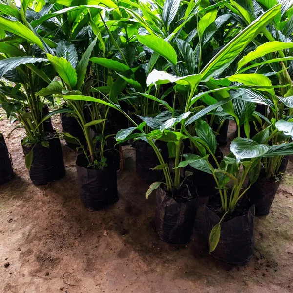 Elaichi_+_Lobongo_+_Jaifol_Live_Plant_Combo_|_Cardamom,_Clove_&_Nutmeg_Plants_|_Spice_Plant_Combo_|_Pack_of_3