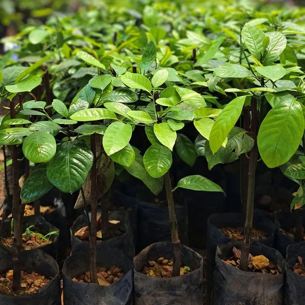 Elaichi_+_Lobongo_+_Jaifol_Live_Plant_Combo_|_Cardamom,_Clove_&_Nutmeg_Plants_|_Spice_Plant_Combo_|_Pack_of_3