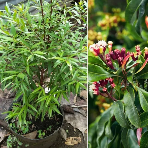 Elaichi_+_Lobongo_+_Jaifol_Live_Plant_Combo_|_Cardamom,_Clove_&_Nutmeg_Plants_|_Spice_Plant_Combo_|_Pack_of_3