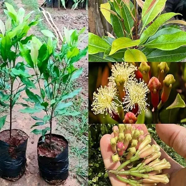 Elaichi_+_Lobongo_+_Jaifol_Live_Plant_Combo_|_Cardamom,_Clove_&_Nutmeg_Plants_|_Spice_Plant_Combo_|_Pack_of_3