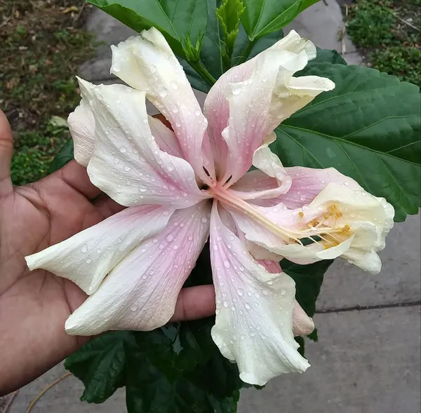 Elephant_Ear_Hibiscus_Blooming