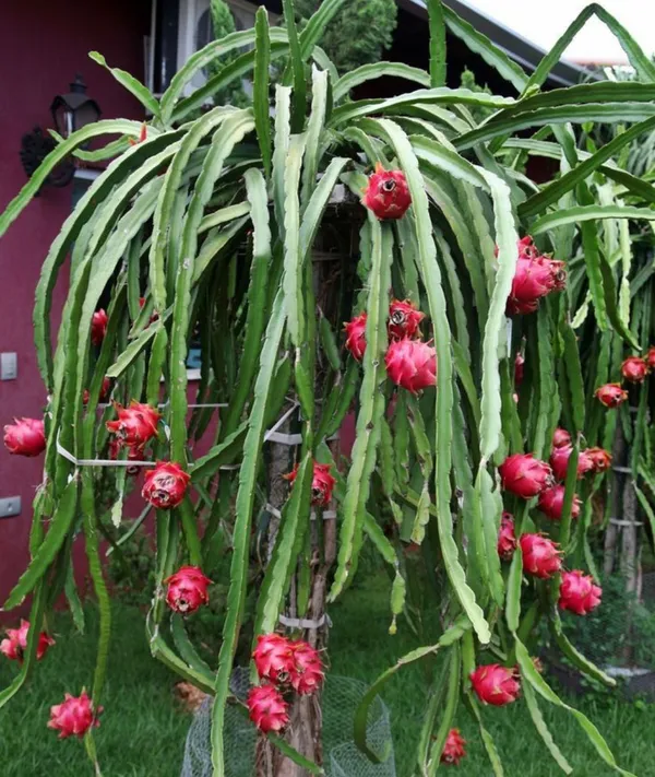 Red_Dragon_Plant_(Pack_Of_1)