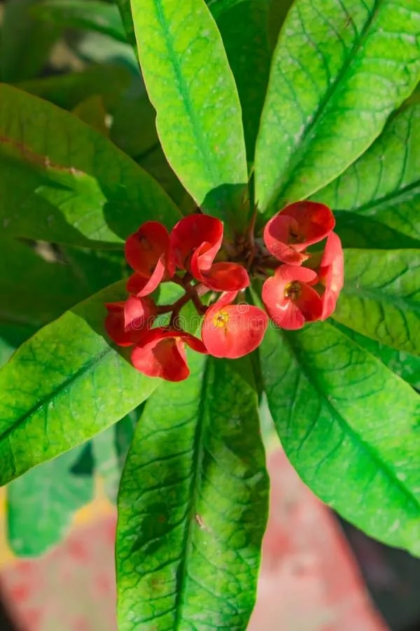 Euphorbia_Milii_Pink_and_White_Flower_Plant"Hybrid__Decorative_FlowerPlant