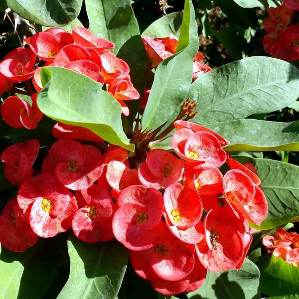 Euphorbia_Milii_Pink_and_White_Flower_Plant"Hybrid__Decorative_FlowerPlant