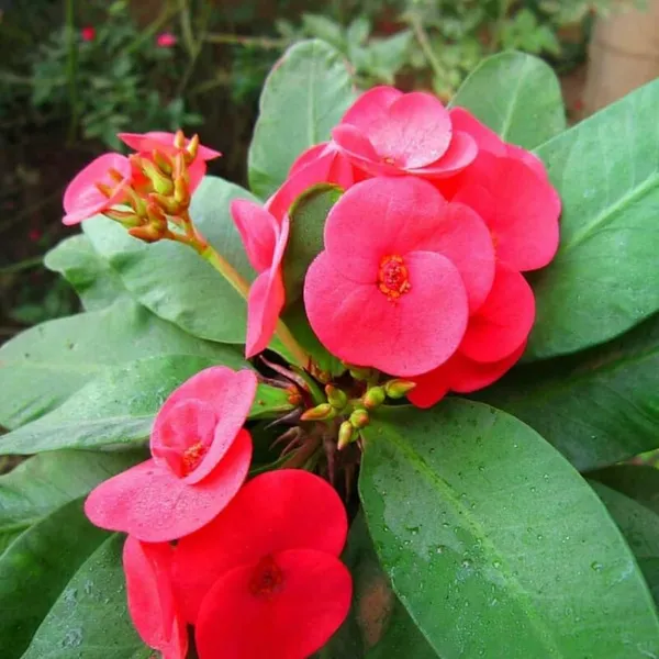 Euphorbia_Milii_Pink_and_White_Flower_Plant"Hybrid__Decorative_FlowerPlant