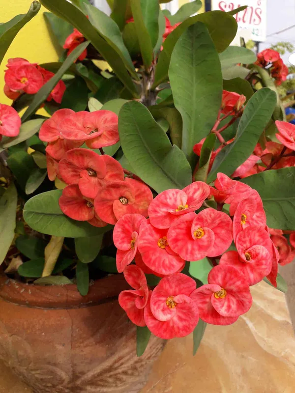 Euphorbia_Milii_Pink_and_White_Flower_Plant"Hybrid__Decorative_FlowerPlant