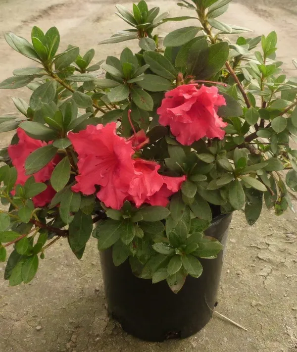 Azalea_Healthy_Flower_Plant_For_Home_Gardening__Plant_Red