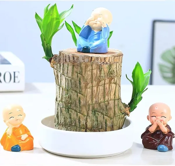 Gifted_Garden_Lucky_Brazil_Wood_Potted_Plant