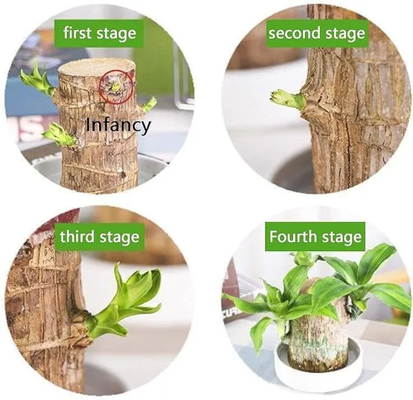 Gifted_Garden_Lucky_Brazil_Wood_Potted_Plant