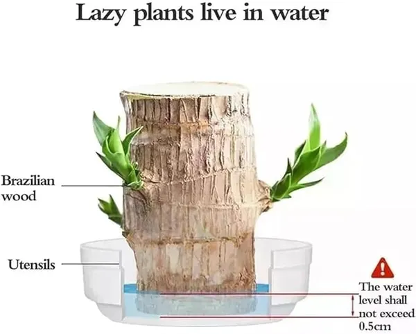 Gifted_Garden_Lucky_Brazil_Wood_Potted_Plant