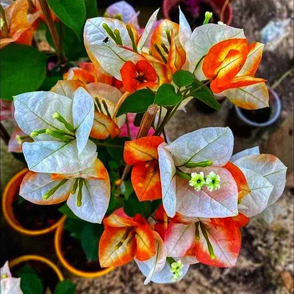 Golden_Sunshine_Bougainvillea_–_Exotic_Yellow_Flowering_Creeper