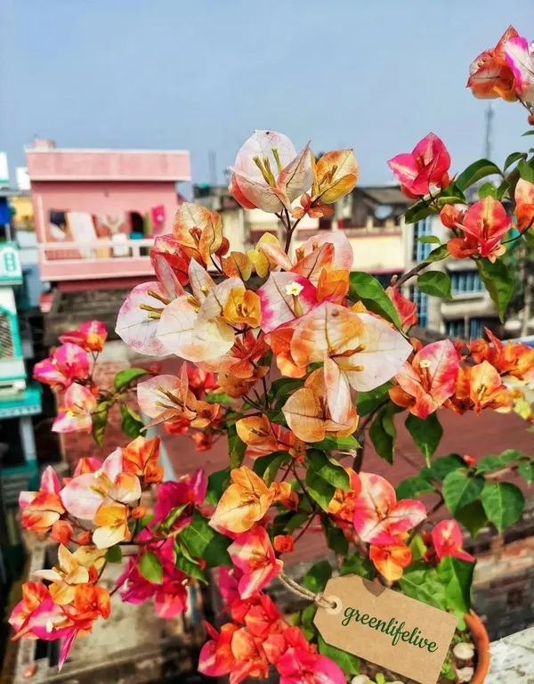 Golden_Sunshine_Bougainvillea_–_Exotic_Yellow_Flowering_Creeper