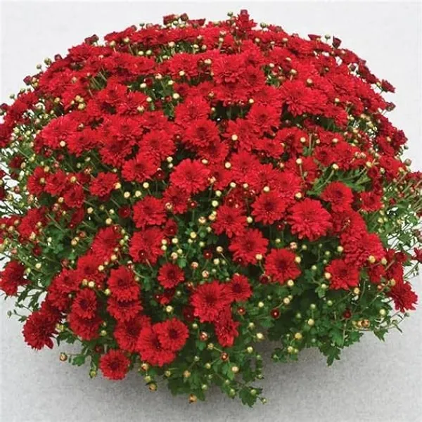 Greenlifelive_Red_Chandramallika_Live_Flower_Plant_|_Red_Chrysanthemum_Flowering_Plant