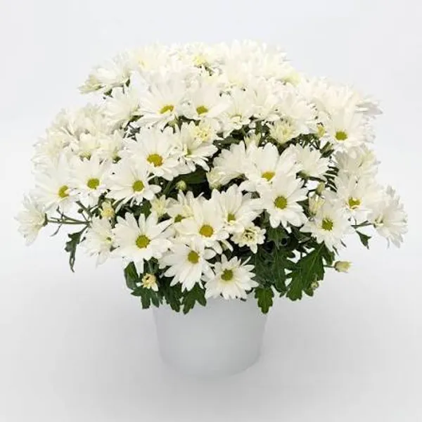 Greenlifelive_White_&_Cream_Chandra_Mallika_Live_Flower_Plant_|_Elegant_White_Chrysanthemum_Plant