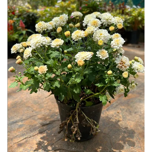 Greenlifelive_White_&_Cream_Chandra_Mallika_Live_Flower_Plant_|_Elegant_White_Chrysanthemum_Plant