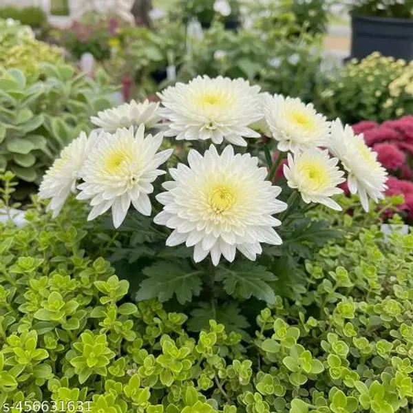 Greenlifelive_White_&_Cream_Chandra_Mallika_Live_Flower_Plant_|_Elegant_White_Chrysanthemum_Plant