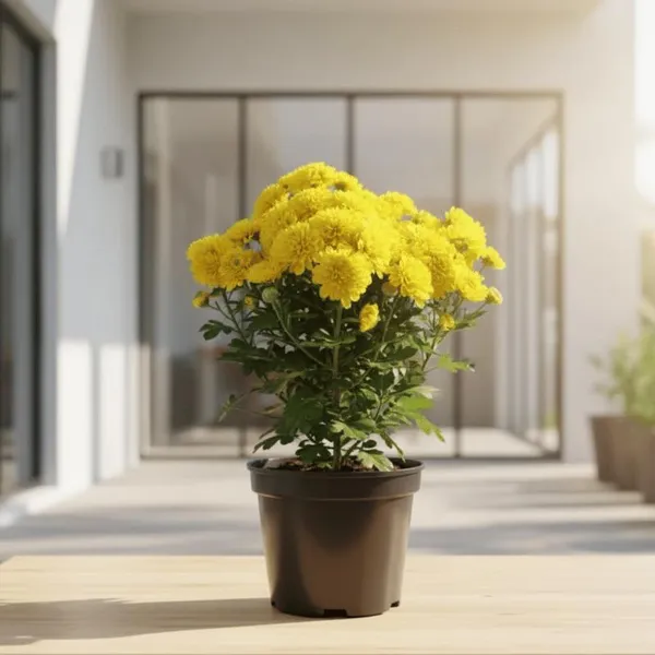 Greenlifelive_Yellow_Chandramallika_Live_Flower_Plant_|_Yellow_Chrysanthemum_Flowering_Plant