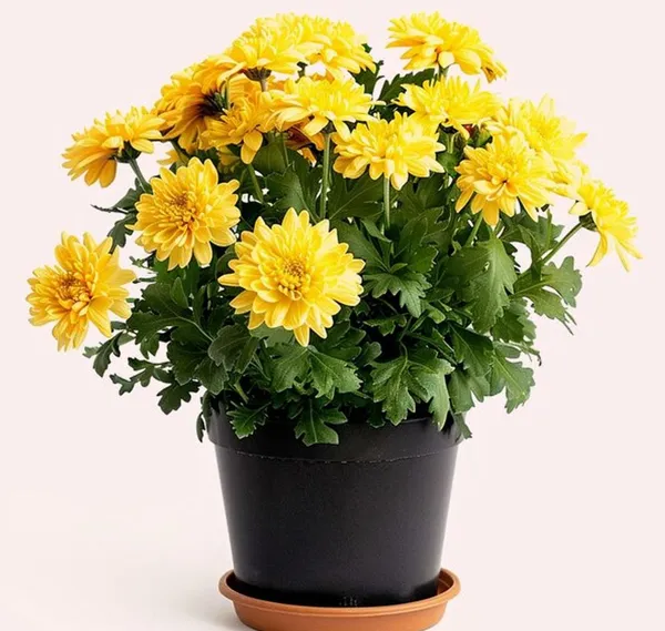 Greenlifelive_Yellow_Chandramallika_Live_Flower_Plant_|_Yellow_Chrysanthemum_Flowering_Plant
