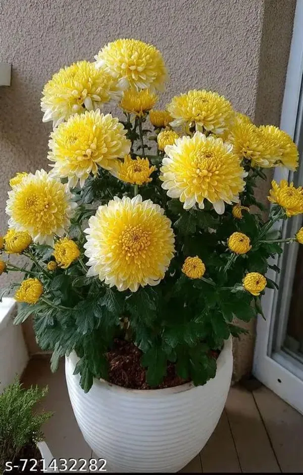 Greenlifelive_Yellow_Chandramallika_Live_Flower_Plant_|_Yellow_Chrysanthemum_Flowering_Plant