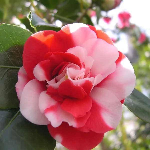 Greenlife_camellia_flower_plant_||_Very_Beautiful_Camellia_Japonica_Kamiliya_Flower_||_Indoor_Outdoor_plant_(Multicolour)