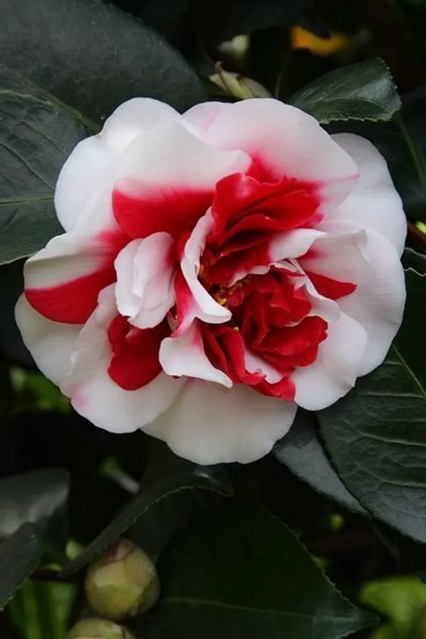 Greenlife_camellia_flower_plant_||_Very_Beautiful_Camellia_Japonica_Kamiliya_Flower_||_Indoor_Outdoor_plant_(Multicolour)