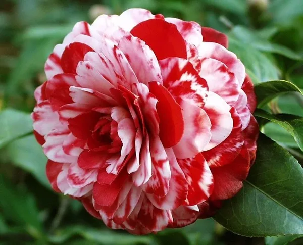 Greenlife_camellia_flower_plant_||_Very_Beautiful_Camellia_Japonica_Kamiliya_Flower_||_Indoor_Outdoor_plant_(Multicolour)