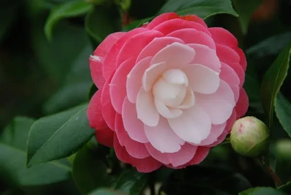 Greenlife_camellia_flower_plant_||_Very_Beautiful_Camellia_Japonica_Kamiliya_Flower_||_Indoor_Outdoor_plant_(Multicolour)