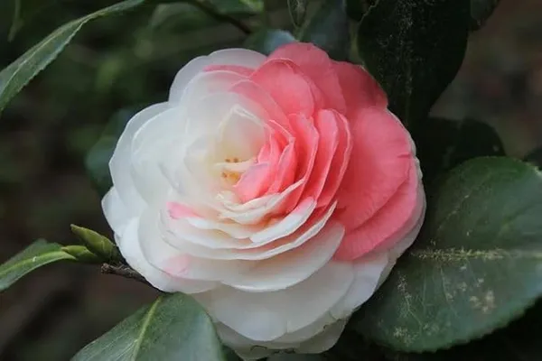 Greenlife_camellia_flower_plant_||_Very_Beautiful_Camellia_Japonica_Kamiliya_Flower_||_Indoor_Outdoor_plant_(Multicolour)