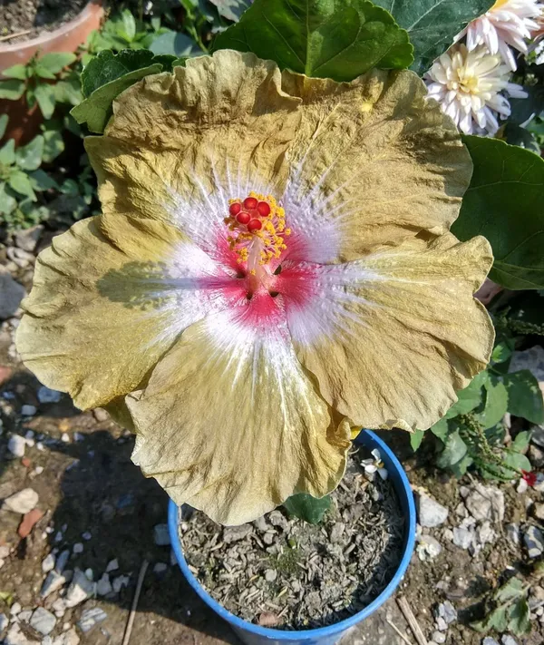 Chinese_Varitey-_Hibiscus_Flower_Plant