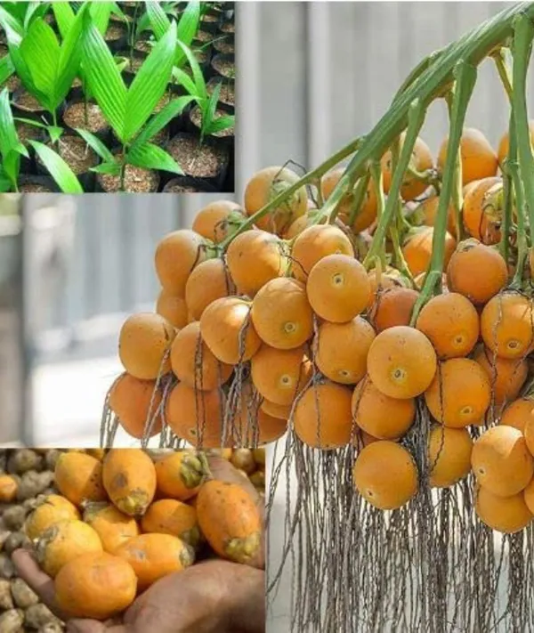 Hybrid_Dwarf_Arecanut_Betel_Nut_Supari_Plant-_2_Feet_Height