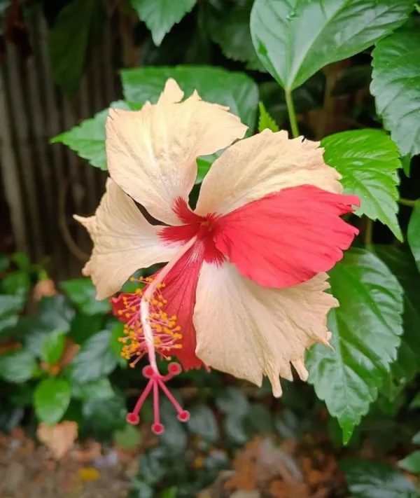 Hibiscus_mutabilis_Flower_plant