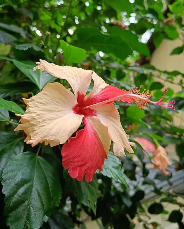 Hibiscus_mutabilis_Flower_plant
