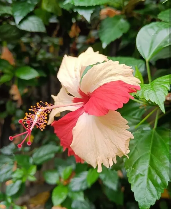 Hibiscus_mutabilis_Flower_plant