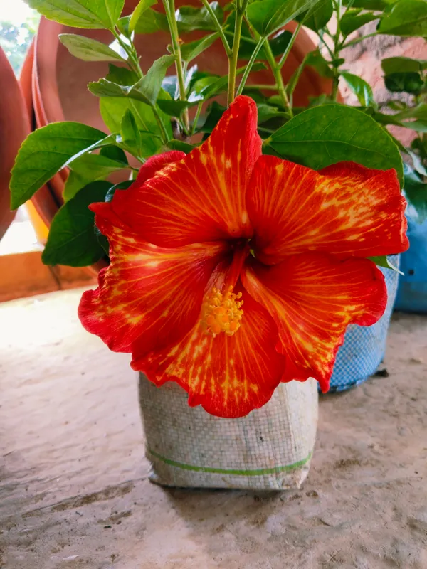 Greenlifelive Hybrid Pune Hibiscus Flower Dwarf Variety Plant Price in  India - Buy Greenlifelive Hybrid Pune Hibiscus Flower Dwarf Variety Plant  online at https://greenlifelive.com