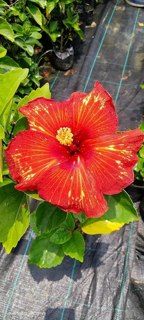 Hybrid_Pune_Hibiscus_Flower_Dwarf_Variety_Plant