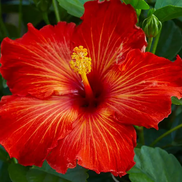 Hybrid_Pune_Hibiscus_Flower_Dwarf_Variety_Plant