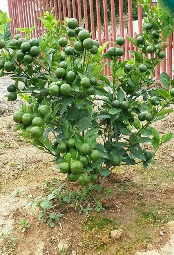 Indian_Siki_Mousambi_(Sweet)_Fruit_Hybrid_Grafted_Plant