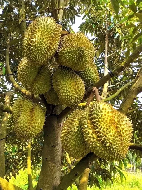 Hybrid_Durian_Fruit_Plant_Outdoor_&_Exotic_(Healthy__Plant)
