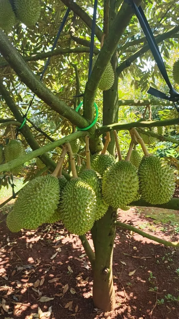 Hybrid_Durian_Fruit_Plant_Outdoor_&_Exotic_(Healthy__Plant)