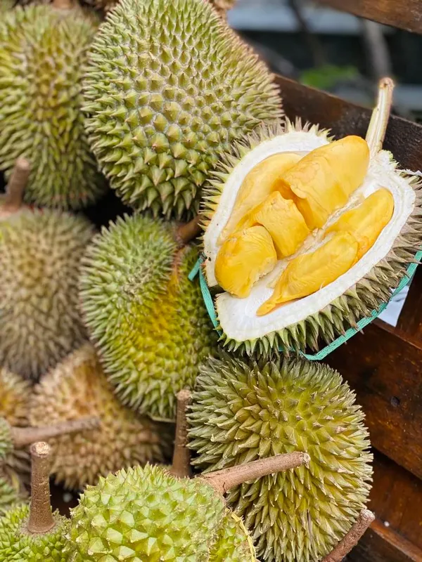 Hybrid_Durian_Fruit_Plant_Outdoor_&_Exotic_(Healthy__Plant)