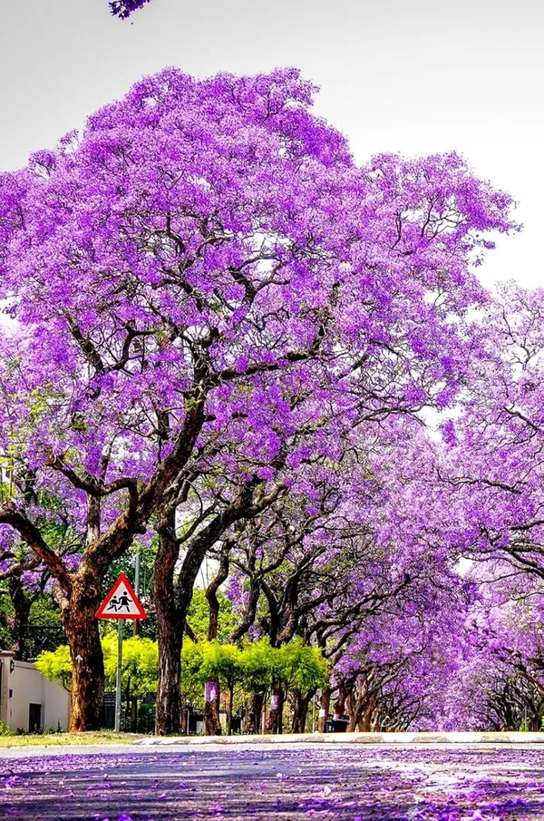 Jacaranda_tree_plant_(Pack_of_1_healthy__plant)