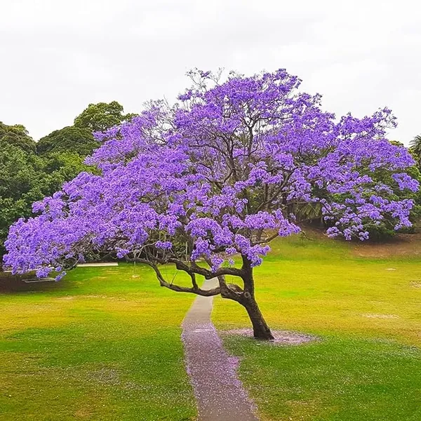 Jacaranda_tree_plant_(Pack_of_1_healthy__plant)