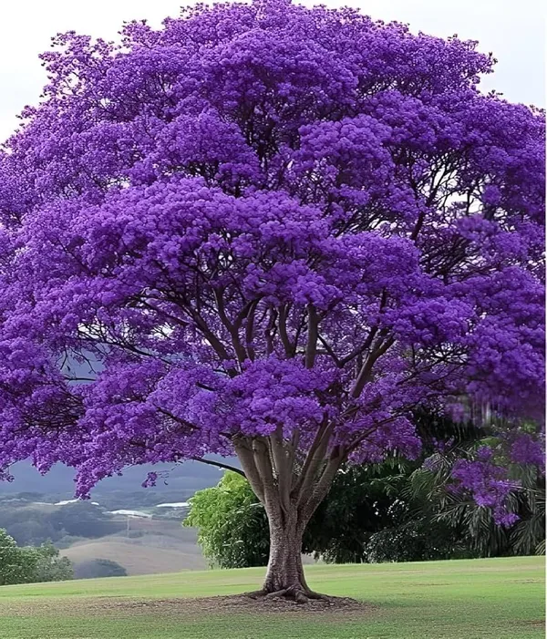Jacaranda_tree_plant_(Pack_of_1_healthy__plant)